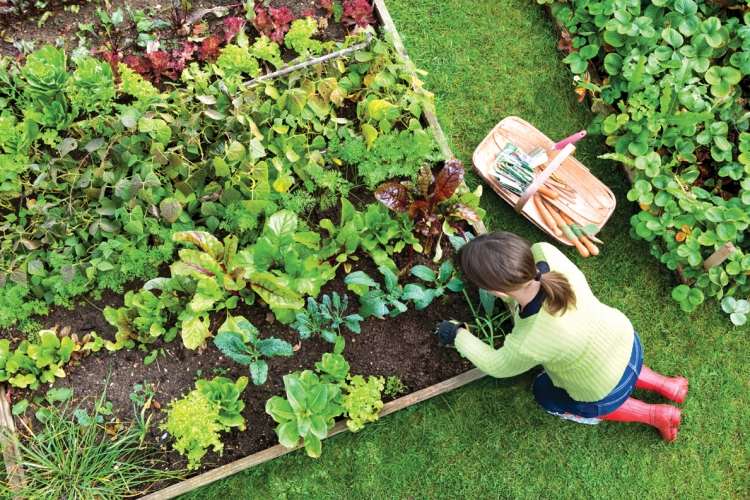 Tips för trädgårdsunderhåll-undvika-misstag-grönsaksgröna sallader