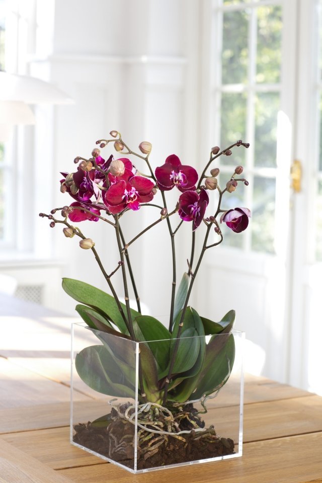 Tips för vård av orkidéer rötter klar plast behållare fyrkant