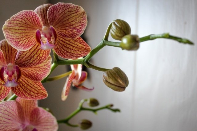 tips orkidéer bryr sig om vacker sofistikerad krukväxt