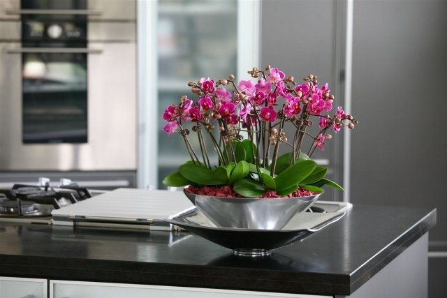 tips orkidéer vårdskål metallglans mini blommor
