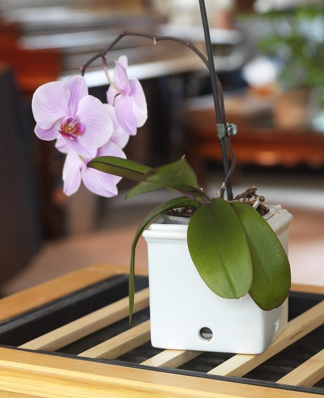 Tips för vård av orkidéer plastbehållare vit fyrkant