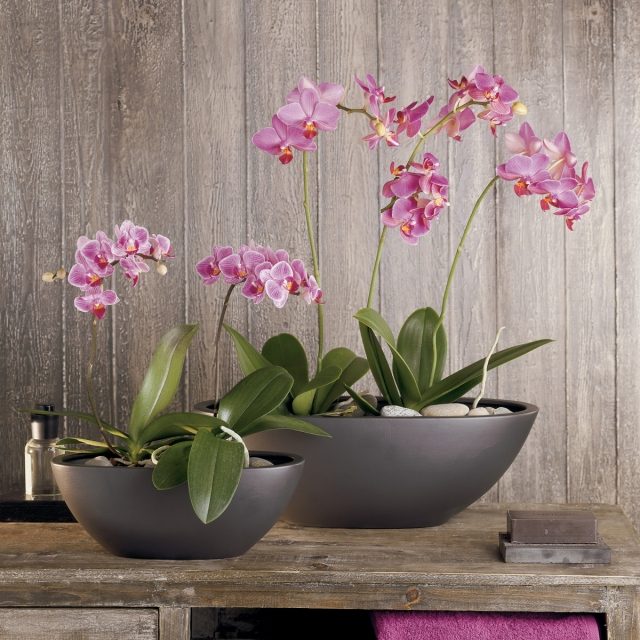 tips för att ta hand om orkidéer ta hand om lila småsten