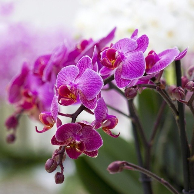 Orkidéer vårdar ordentligt för vackra lila blommor