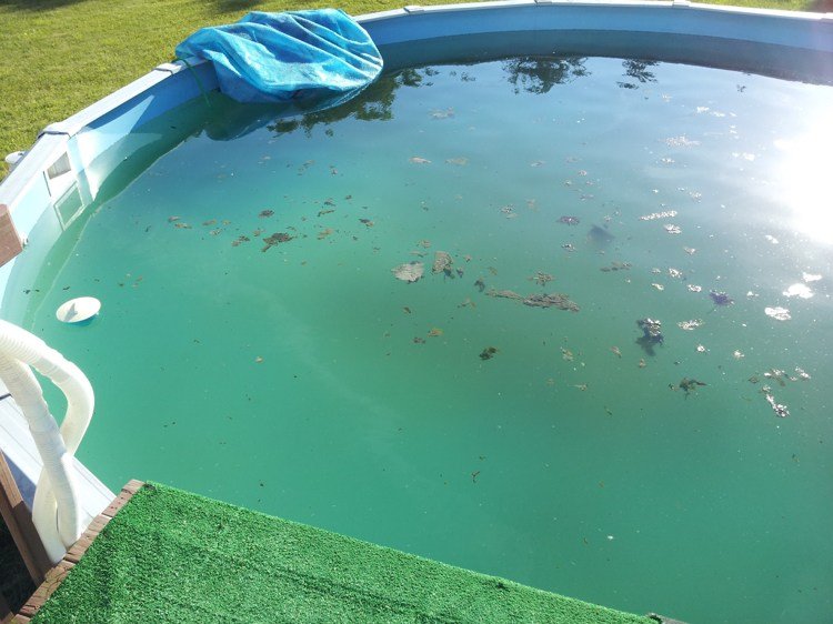 Tips för poolunderhåll alger-grönt-vatten-klart