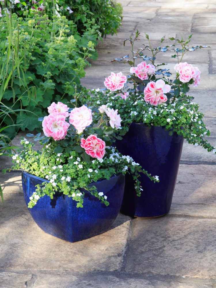 Plantera rosor i badkaret under hängande växter
