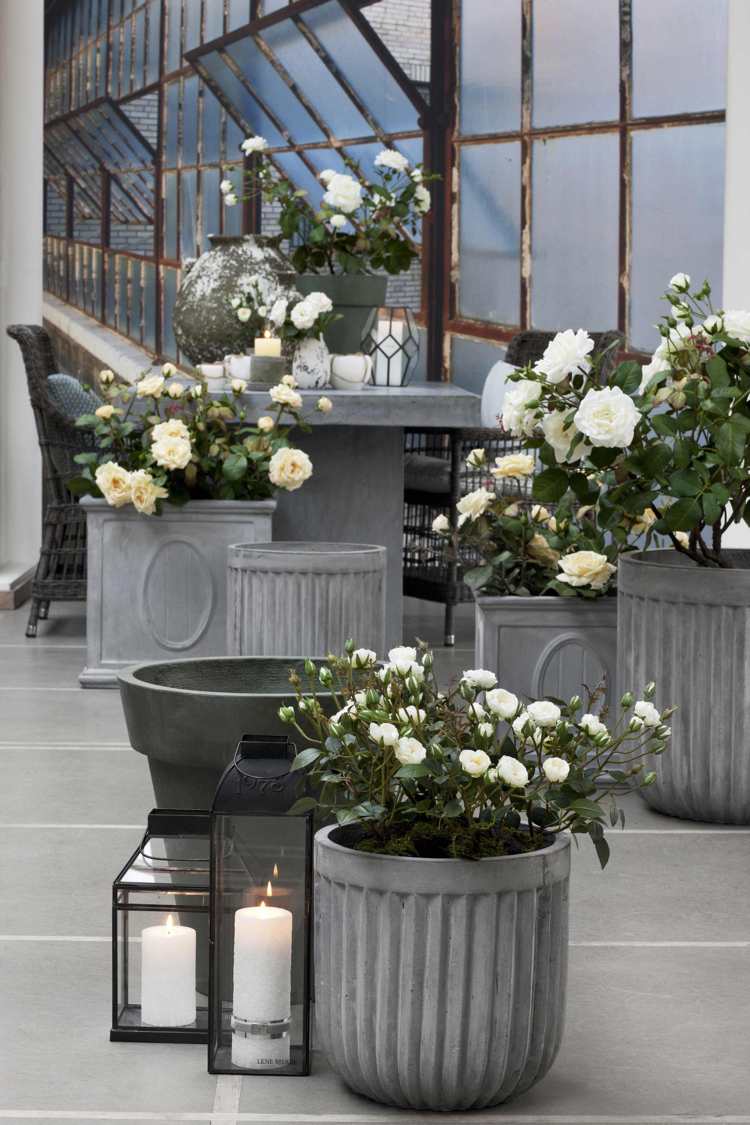 vita rosor i hinkar för trädgården och terrassen, djupa hinkar med betongutseende