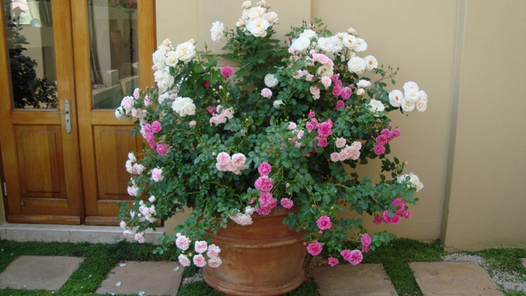 Flera typer av rosor i ett badkar av vit ros och rosa
