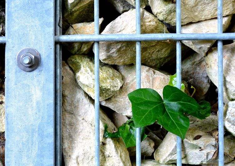 köpa förstärkning stål moniereisen grind stål gabion stenar klättring växt trädgård idéer design