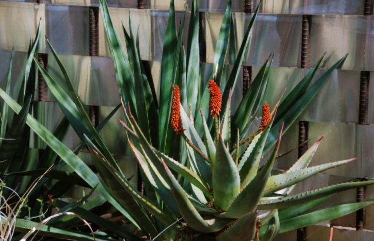 individuella och unika sammanvävda stålstänger trädgårdsstaket förstärkning aloe växt design