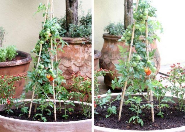 odling av tomater på balkongen tips som odlar spaljéer