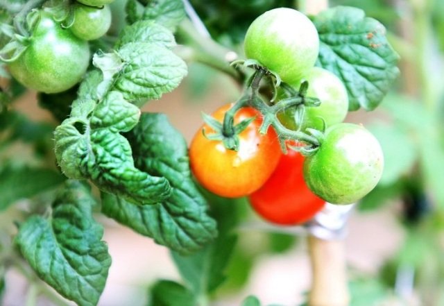 tomater balkong växter tips vård plats mogen