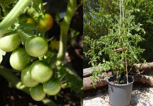 tomater balkong växter badkar vård däck bygga spaljéer