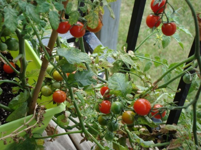 tomater balkong växter tips vård växande