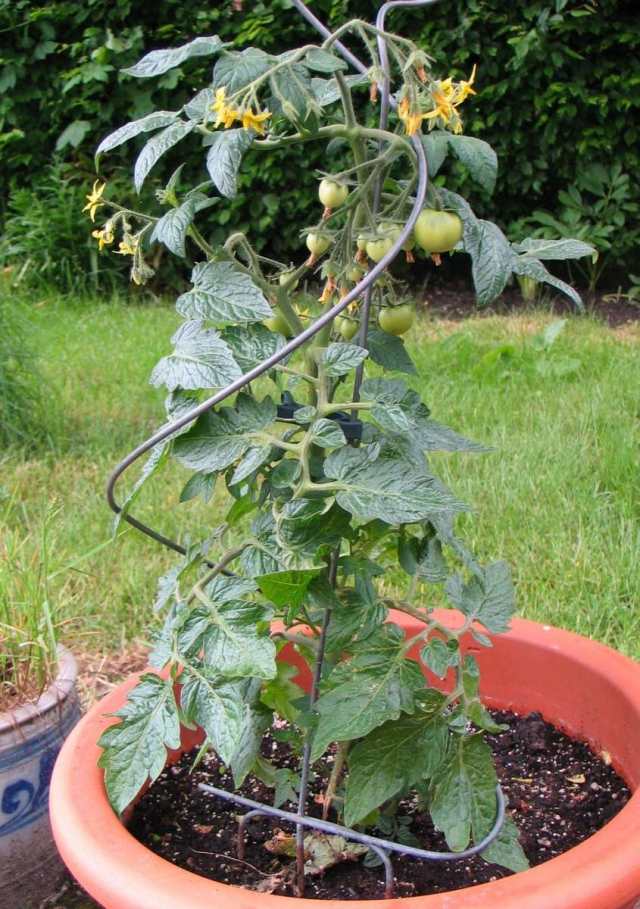 tomater balkong växter tips vård hink struktur stöd