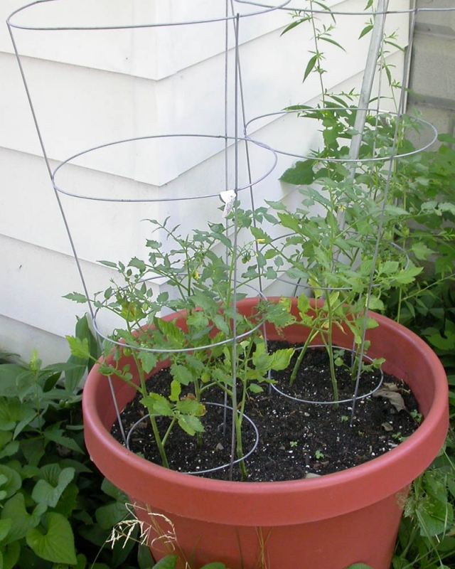 tomater balkong växter hinkar tips spaljestrådstöd