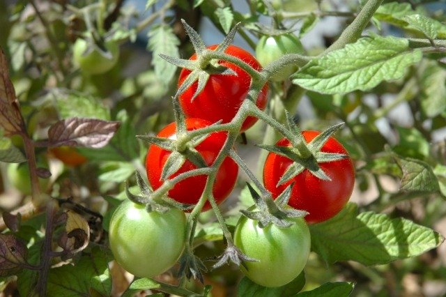 odling av tomater på balkongen tips vård skörd