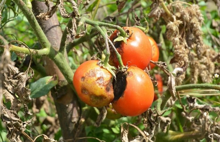 Hur kan du känna igen brunröta i tomater?