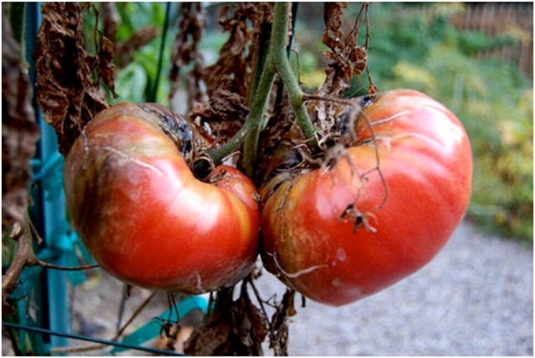 Förhindra senblåsa och brunröta i tomater