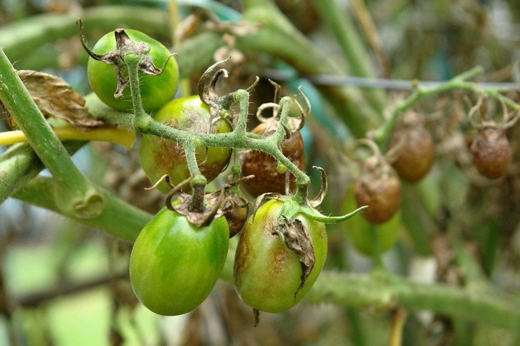 tomatsjukdomar brunröta