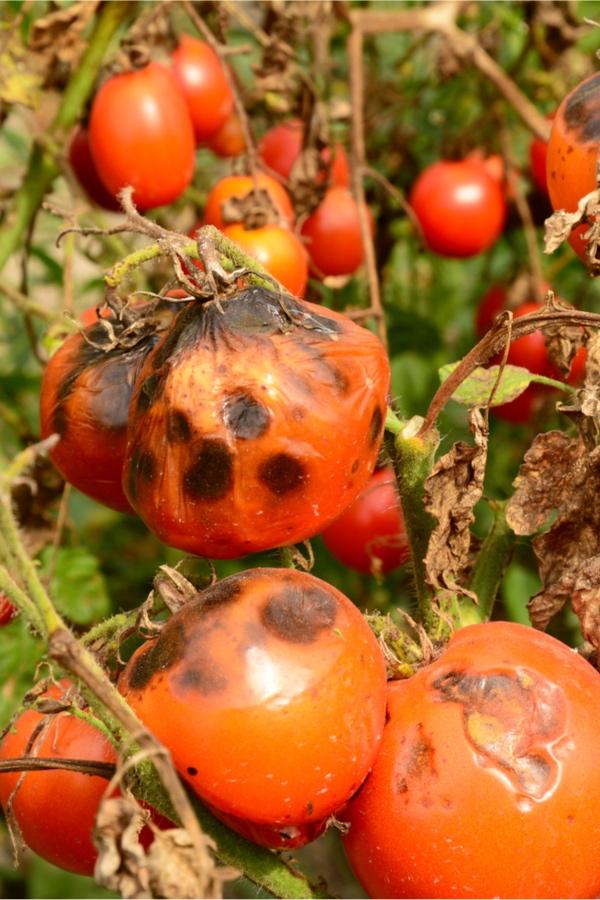 vad man ska göra med tomater brunröta