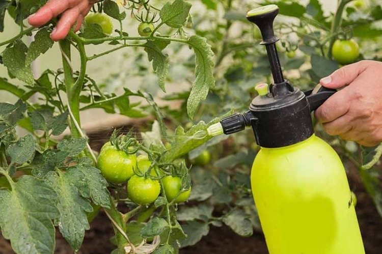 Gödsel för tomater gröna i det tidiga tillväxtstadiet