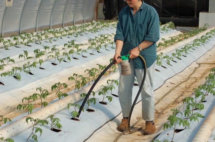 trädgårdsbäddar med tomatplantor gödselmedel gödsla tomater med enkla huskurer