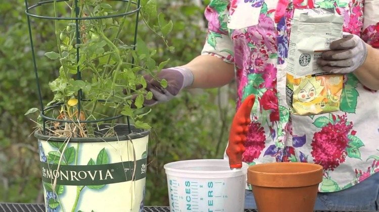Hobby trädgårdsmästare bryr sig om tomatplantor med näringsämnen från gödningsmedel
