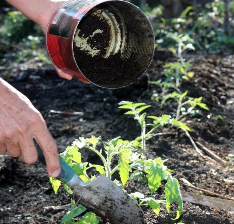 idéer för användning av naturliga produkter i trädgården gödsla tomater med kaffesump