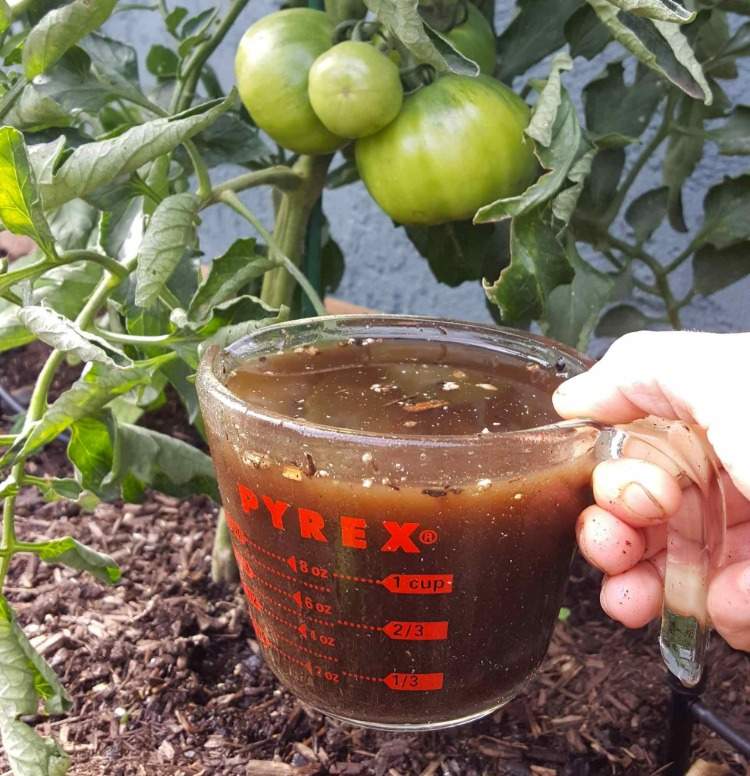 Låt teet bryggas i en vattenkanna som gödningsmedel för tomater och häll det i jorden