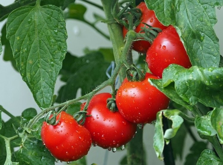 mogen tomatväxt med gröna blad och färska frukter