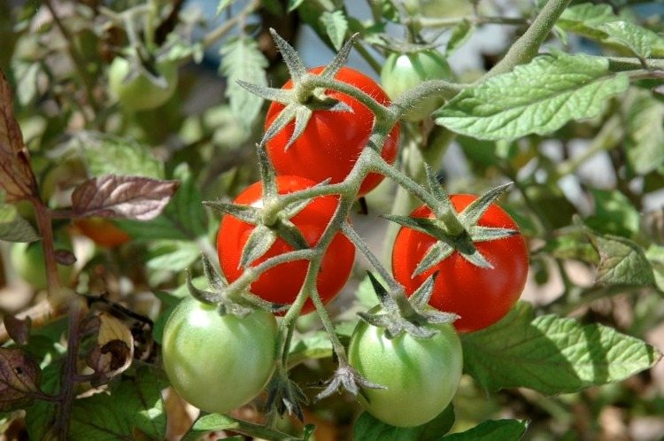 Mogna och gröna tomater redo att plocka under solen i grönsaksträdgården
