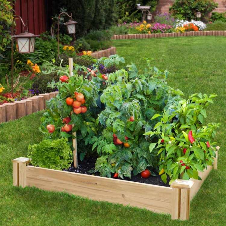skötsel och odling av grönsaker som paprika och tomater i upphöjda sängar