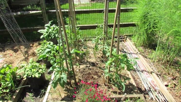lämplig säsong för odling av tomatplantor i trädgården