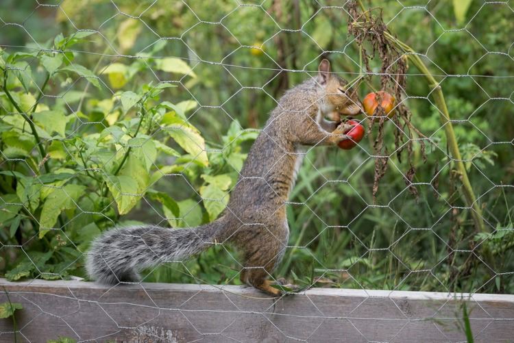 skadedjur som ekorrar som stjäl tomater från en trädgård