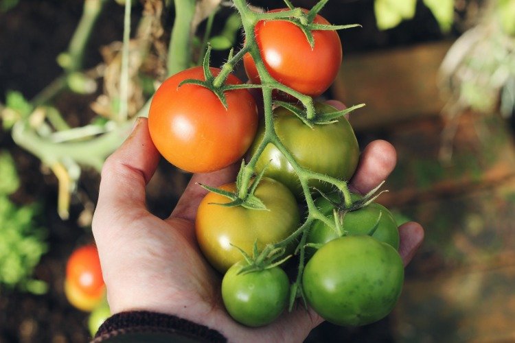 mannen kontrollerar skörd av tomater i höjdbäddsskydd mot skadedjur och tips för vattning