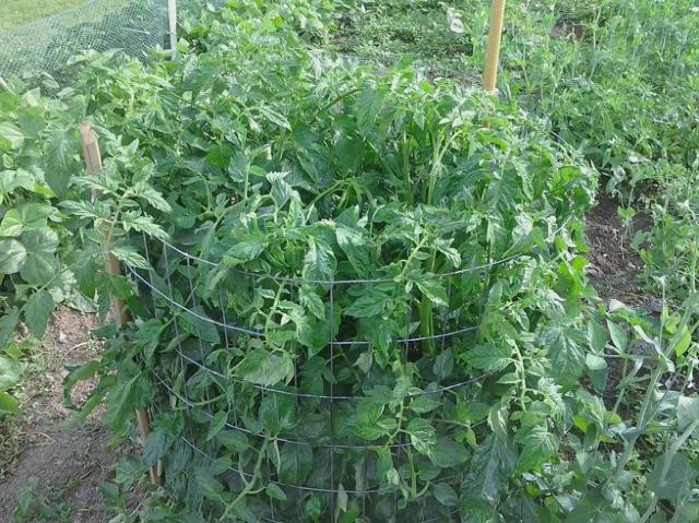 tomatplantor burgrönsaker trädgårdstips