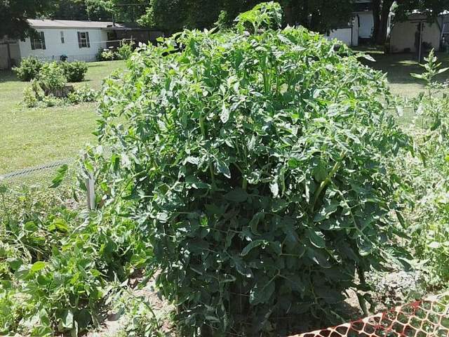 tomater växter vatten lagring trädgård grönsaker