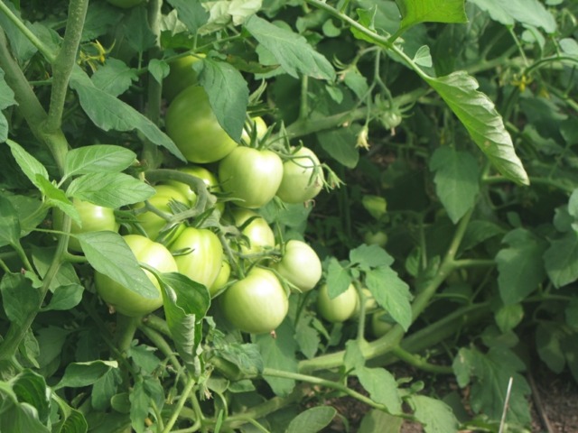 växande tomater växter grön hink vattenreservoar