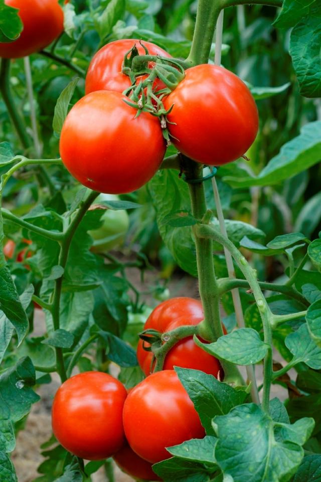 röda mogna tomater grönsaksodling