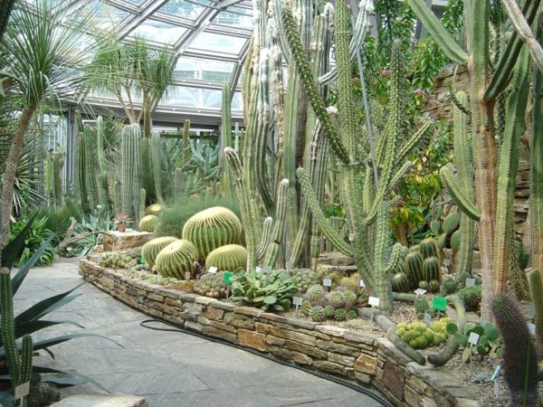botaniska trädgården Berlin kaktusar