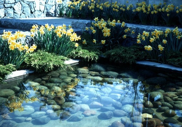 Vatten damm växter botaniska trädgården Nederländerna