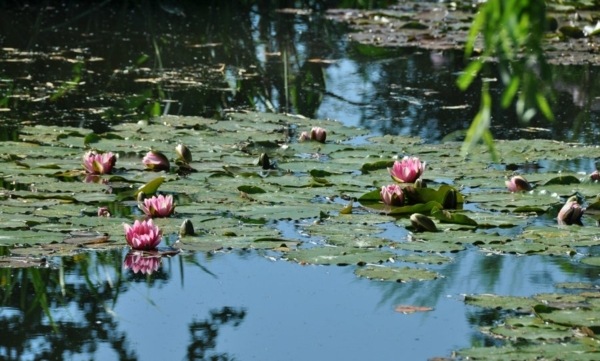 vacker rosa näckrosdamm