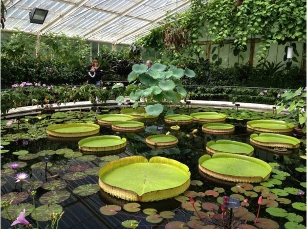 Kew botaniska trädgård