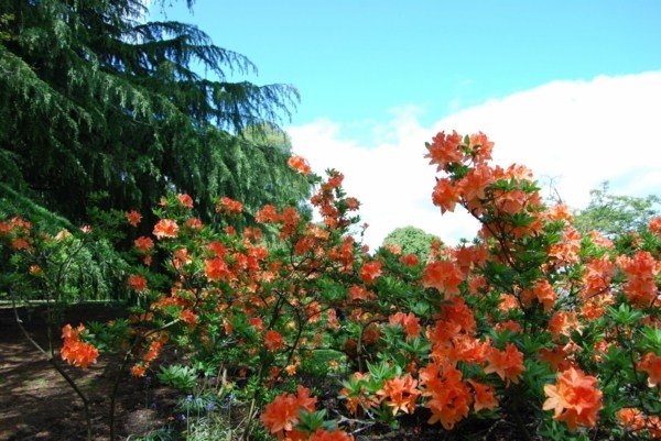 Spring Plants-Edinburgh Botanical Garden