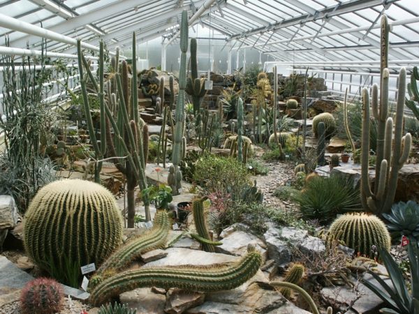botaniska trädgården München kaktusar