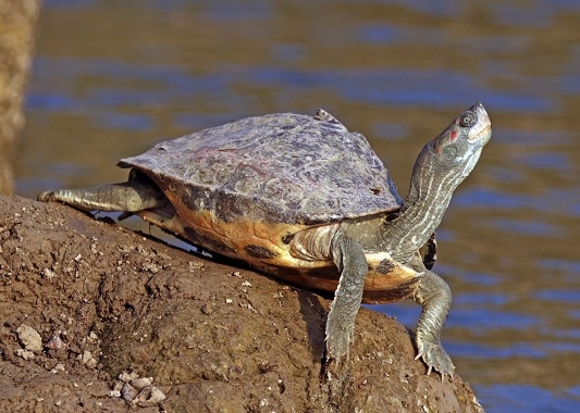 tyyppisiä kilpikonnia Intiassa