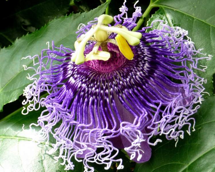 klätterväxter för trädgården passiflora lila tips dekorativ design