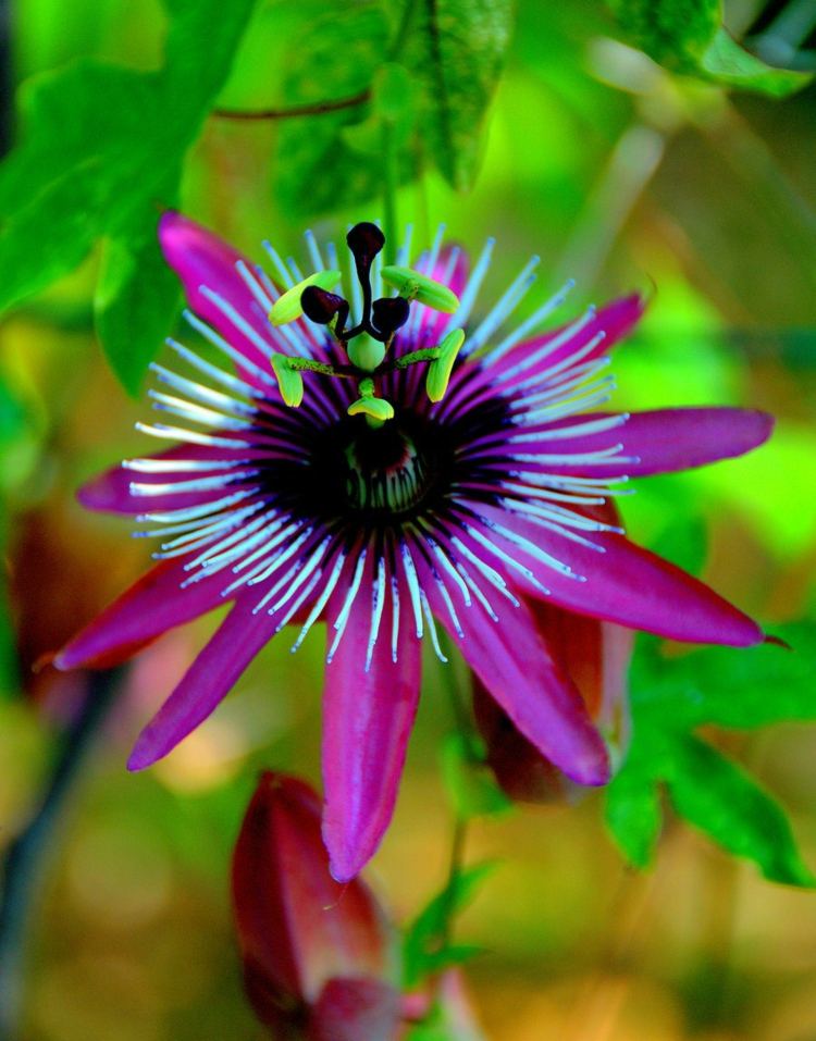 klätterväxter för trädgården passionflower röd lila dekoration doft