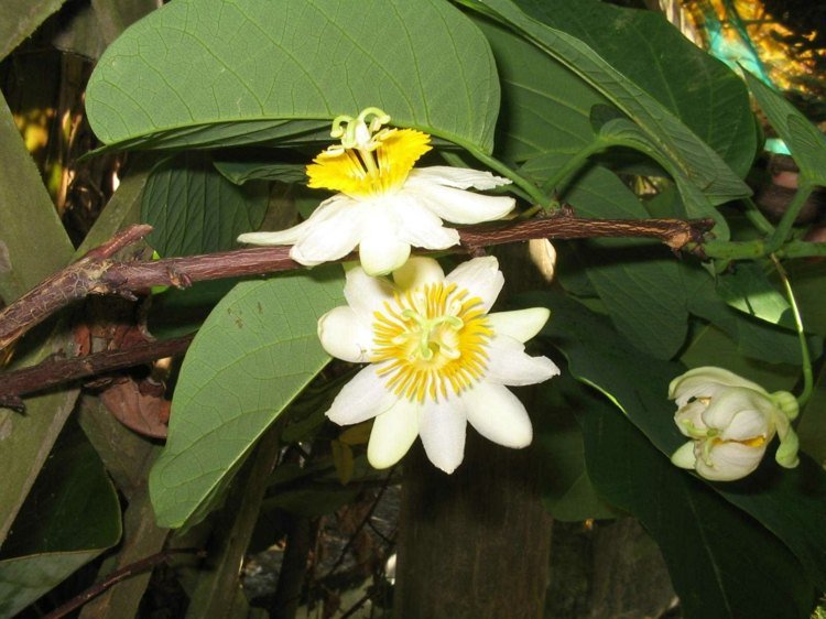 klätterväxter för trädgården vit passiflora gul blomning idé