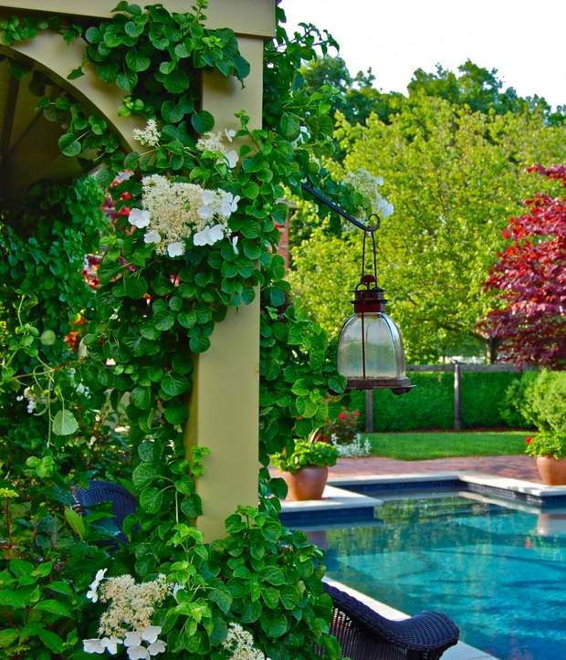 rosa pandorea vita blommor pelare lykta pool trädgård